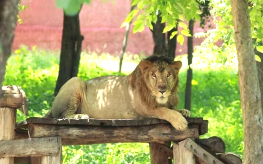 Entró a la jaula de un león para sacarse una selfie y fue devorado