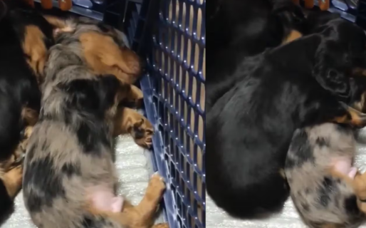 Un cachorro abrazó a su hermano cuando tenía pesadillas