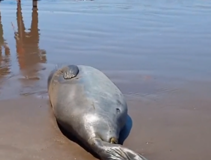 Mar del Plata: captan a elefante marino descansando en la orilla del mar