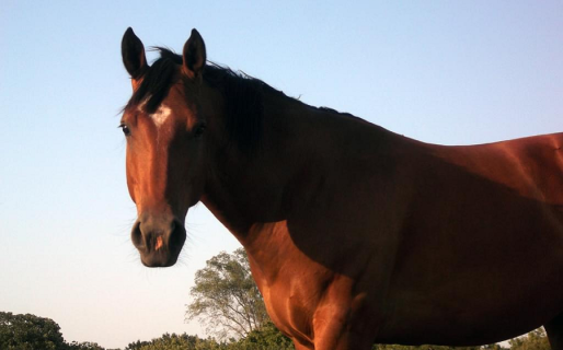 Preocupa la presencia de caballos sueltos en Astra