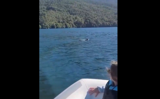 Un puma cruzó un lago nadando y sorprendió a turistas en lancha