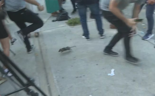 Una rata apareció en medio de una entrevista de Jorge Macri y causó miedo entre los cronistas