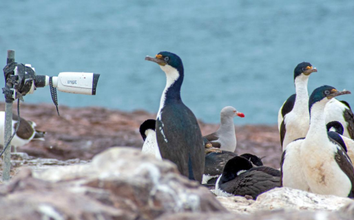 Un inédito «reality» de pingüinos y otras aves llega a Chubut