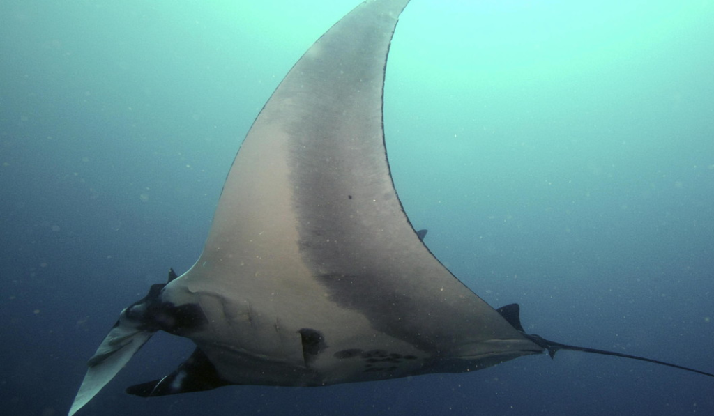 Descubren que una raya que vive solitaria quedó embarazada | El Comodorense