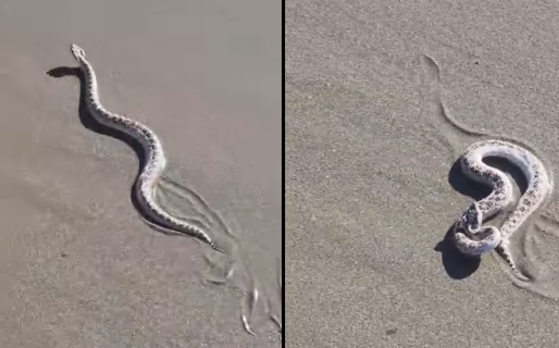 Inesperado hallazgo de una yarará en la playa de Rada Tilly