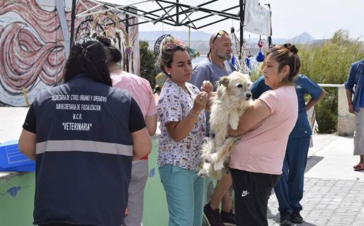 El tráiler de castración continuará en Km 17 una semana más