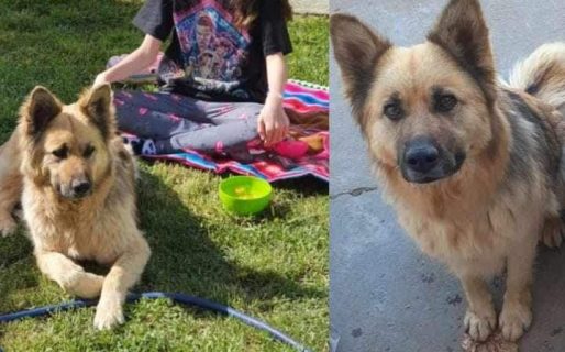 Buscan desesperadamente a Noah y ofrecen recompensa