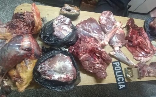 Secuestraron e incineraron carne de guanaco, piche y choique