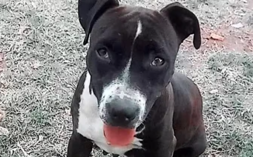 Baleó a una perra, la arrastró y carneó mientras agonizaba: piden que la Justicia no deje caer la causa