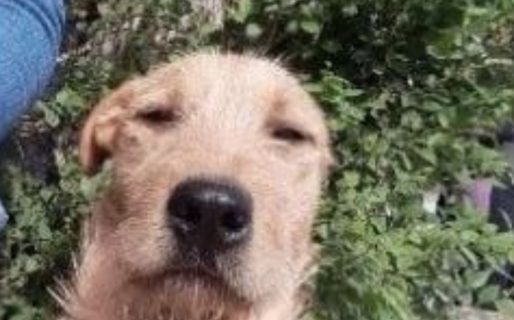 Robaron cables en una plaza, un perro se electrocutó y murió