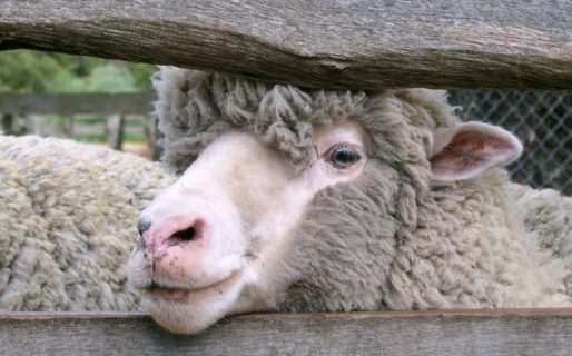 Secuestraron carne faenada y un animal vivo en una camioneta