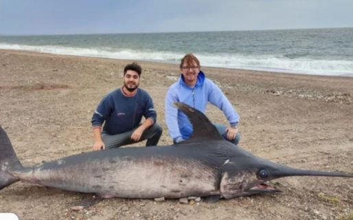 Encontraron un pez espada en la costa de Puerto Lobos