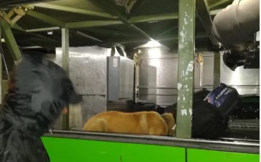 Secuestran droga en operativo antinarcóticos con canes