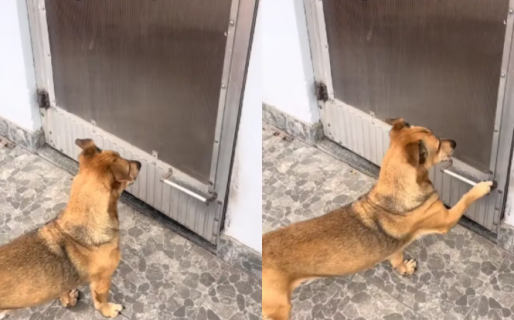 Un abuelo hizo un ingenioso invento para su perro y cautivó a todos