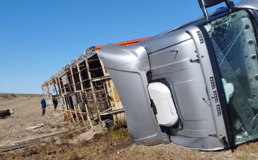 Volcó un camión de hacienda con 50 bovinos