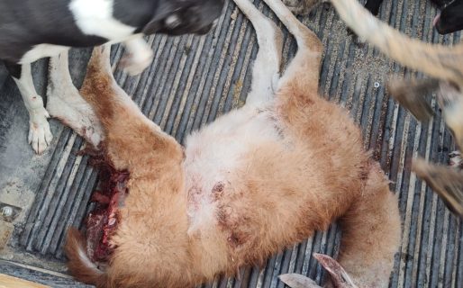 Policías incautaron un guanaco sin vida durante operativo en Diadema