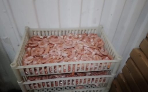 Secuestraron 800 kilos de langostinos en una planta pesquera clandestina