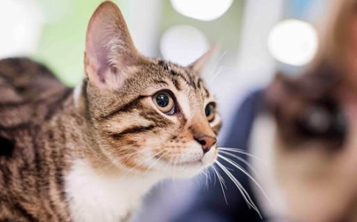 El tráiler de castración estará en el barrio Stella Maris