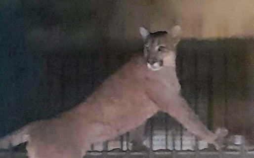 Apareció un puma por las calles de Necochea, se escondió en la casa de una vecina y causó pánico