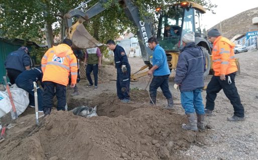 Un caballo fue rescatado luego de caer a un pozo ciego