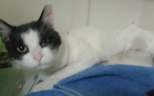 Buscan un hogar para una gatita que fue encontrada con desnutrición y gangrena