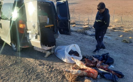 Llevaba avestruces y guanacos depostados y fue descubierto