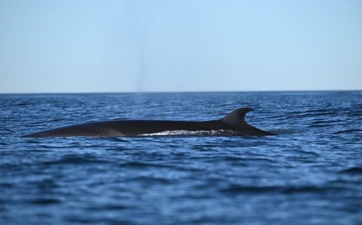 Proyecto Ballena Sei: finalizó el trabajo de filmación y la primera etapa de colocación de rastreadores satelitales