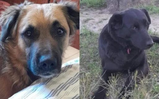 Pide colaboración para comprar alimentos para perros callejeros