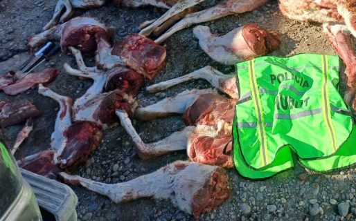 Llevaban cinco guanacos faenados en la camioneta