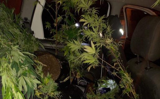 Llevaban plantas de cannabis robadas en una camioneta y los atraparon