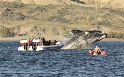 Alrededor de 125 mil pesos costaría el avistaje de ballenas en Puerto Madryn