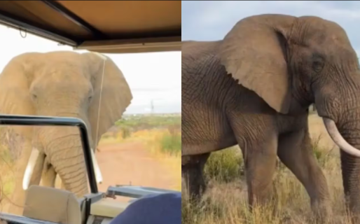 Realizaba una excursión en Sudáfrica, apareció un elefante y casi termina todo en tragedia