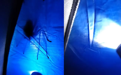 Se fue de campamento, recibió una escalofriante visita por la noche y el video se viralizó