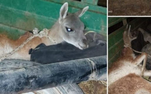 Transportaba a un guanaco de un año maniatado en un carro