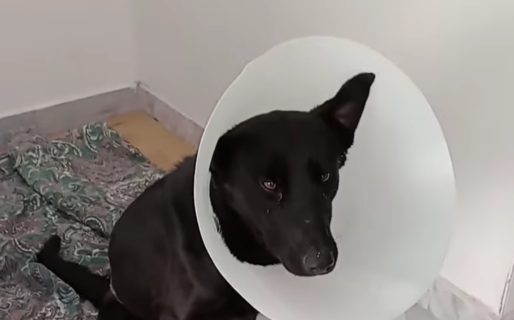 Buscan un hogar para Negra, una perra que encontraron tirada en un descampado