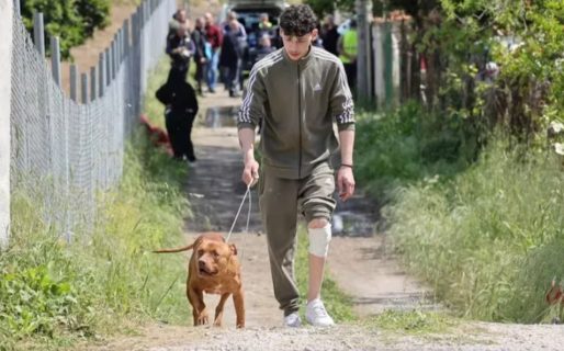 Dos pitbulls mataron a un bebé de 13 meses e hirieron a la madre que quiso rescatarlo