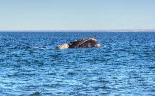 Una playa de Chubut fue elegida entre las 100 mejores del mundo: cuál es