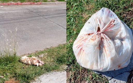 Aparecieron perros muertos en un baldío y los vecinos denuncian: “Los matan para comérselos”
