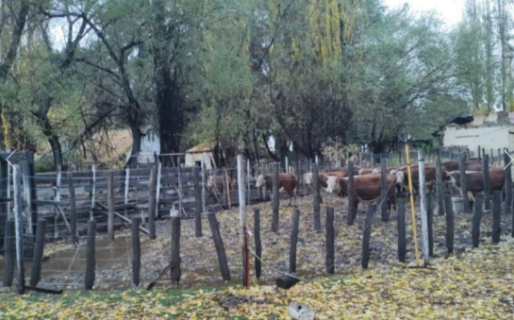 Secuestraron 12 animales bovinos por irregularidades de marcación