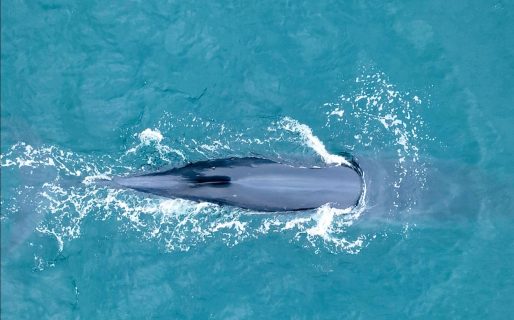 Investigadores colocaron el primer rastreador satelital a una ballena sei
