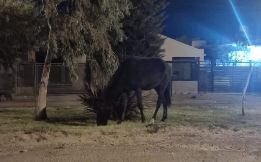 Preocupación por caballos sueltos en Palazzo: “Alertamos al vecino pero es responsabilidad de los dueños”