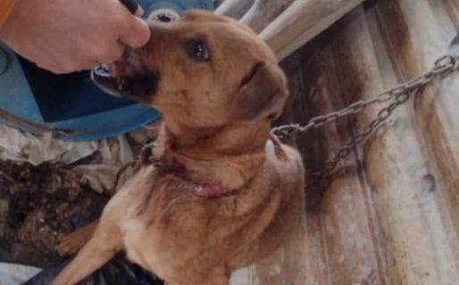 Buscan una familia para un perra que sufrió maltrato animal