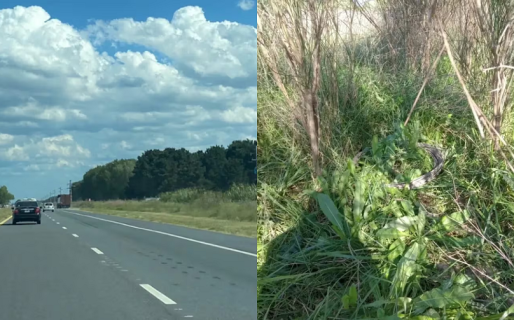 Un hombre intentó robar cables de alta tensión y murió electrocutado: la insólita justificación de su pareja
