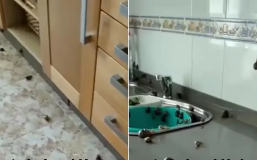Su abuela dejó caracoles en remojo y cuando entró a la cocina estaban por toda la casa