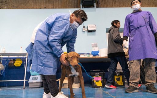 Este sábado se realizarán castraciones de perros y gatos en Rada Tilly