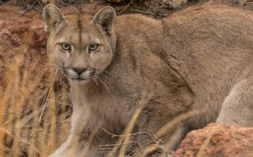 Santa Cruz permitió la caza de animales nativos: advierten por graves daños que pueden ser irreversibles