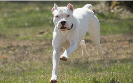 Entró a robar a una casa y lo atacaron dos perros dogos