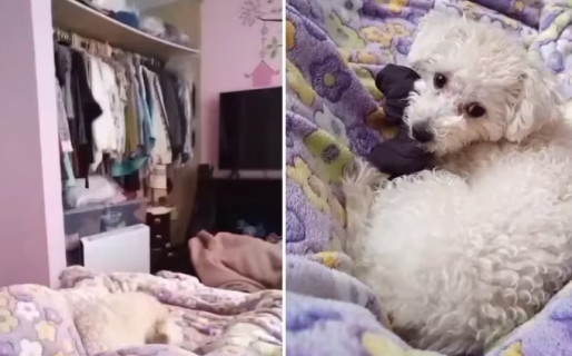 Una tiktoker quiso filmar a su perra en la cama y terminó captando a un fantasma