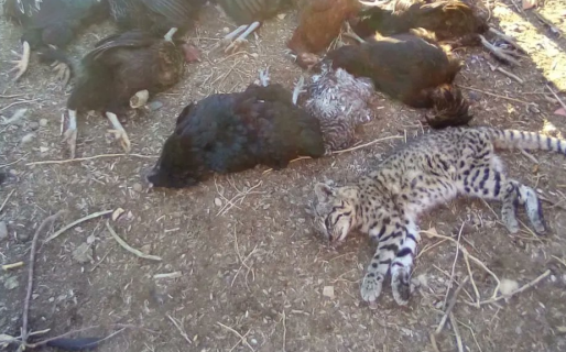 Mató a mazazos a un gato montés porque le había asesinado todas las gallinas