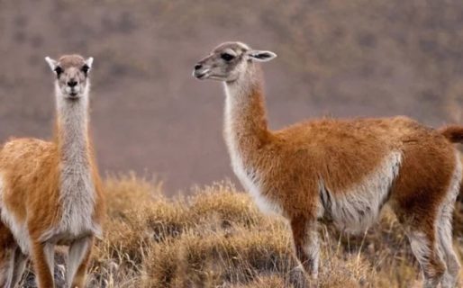 Tras la habilitación de la caza de guanaco en Chubut, pidieron más de 1000 permisos en una semana